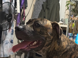 Beautiful boy for rehoming ( not suitable for homes with cats