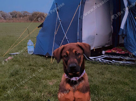 Koko Belgian mal x Rottweiler