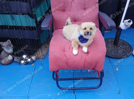 Cream pom house trained completely
