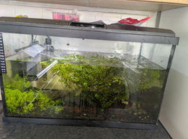 Shrimp and tank