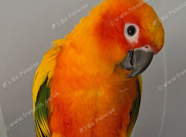 Hand tame sun conure and turquoise conure