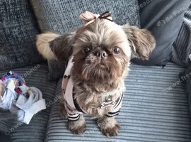 Beautiful 10 month old Shihtzu imperial