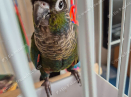 17 week crimson belly conure