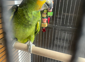 HandReared stunning Orange wing Amazon parrot