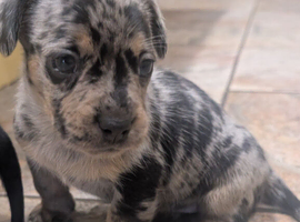 Beautiful puppies available
