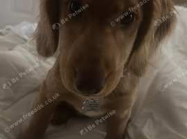 Cockapoo ( 6 months/female )
