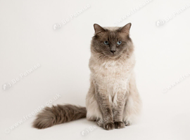 Ragdoll stud