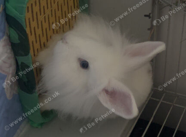 Female lionhead bunny