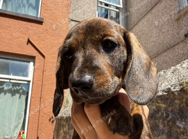 Miniature dachshund litter ready now