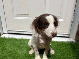 Sprocker spaniel pup