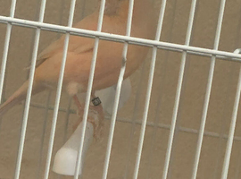 Selling female canary