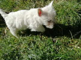 REGISTERED WEST HIGHLAND PUPPIES