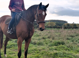 15.2hh Bay allrounder mare