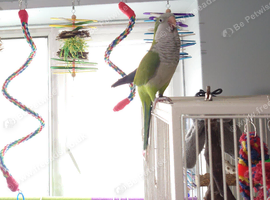 Semi tame male Quaker and cage