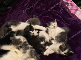 Kittens 10 weeks old looking for loving home