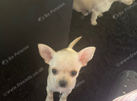 Female Chihuahua