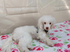Toy poodle female 3 years old.