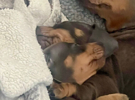 Male Miniture dachshund