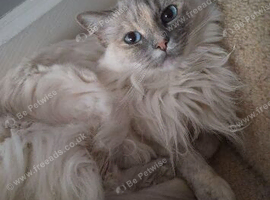 Blue Tortie Ragdoll