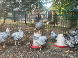 Silver laced bantam Wyandotte pullets for sale