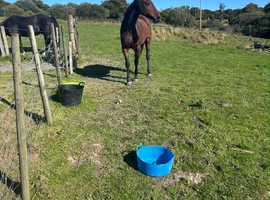 15.2hh British sports horse, 7 years