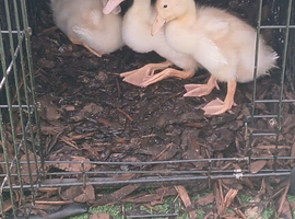 Runner ducks
