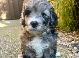 Chocolate Merle SaintBerdoodle, Beautiful Rare F1 READY NOW!!