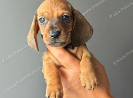 Gorgeous Dachshund Puppies
