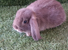 Pure mini lops