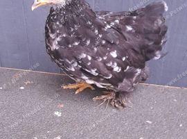 1 black mottled pekin bantam chicken