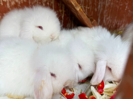 3 white available