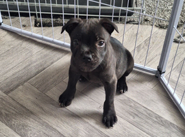 Staffordshire Bull Terrier K.C registered