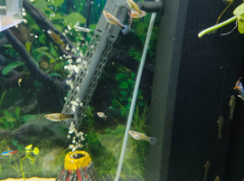 Guppies