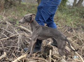 Whippet pups
