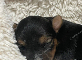 Short legged Jack Russell puppy&rsquo;s