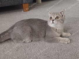 TICA Stunning affectionate Scottish