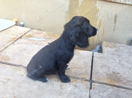 Cocker puppy one left