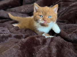 Ready now cinnamon British shorthair kittens