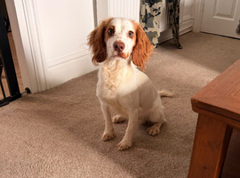 Lovely male cocker spaniel