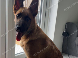 Jessie, German Shepard, 5 month old puppy