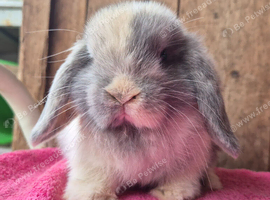 Blue/fawn harlie mini lop doe.