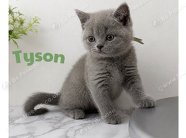 3 left Stunning BSH kittens - lilac&rsquo;s and blues