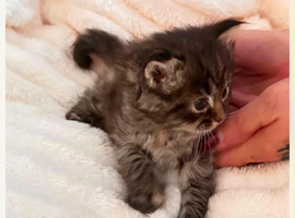 Kittens