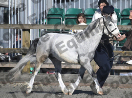 3  years old section a gelding