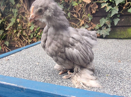 5 female pekin bantams for sale