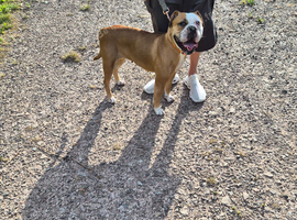 Olde english bulldog bitch