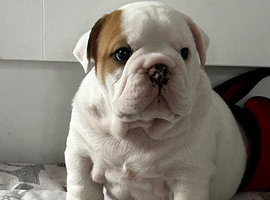 BRITISH BULLDOG PUPS