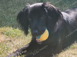 Max