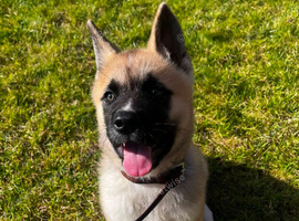 KC Registered American Akita