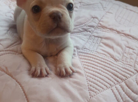 French bulldog pups